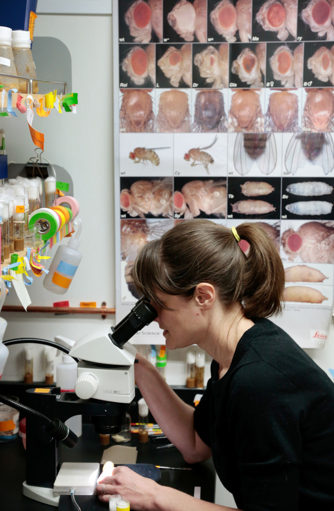 Jill Wildonger looking through microscope
